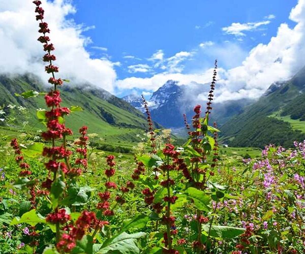 valley of flowers Trek Package