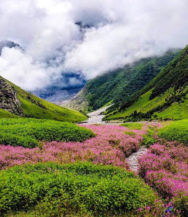 Valley of flowers Trek