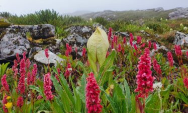 Valley of flowers Trek