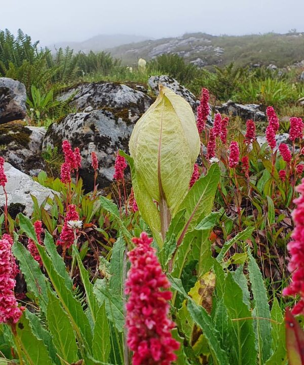 Valley of flowers Trek
